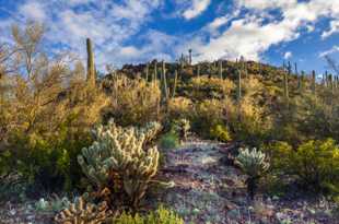 Saguaro National Park-6435.jpg